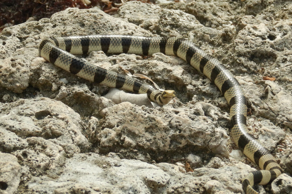 Laticauda frontalis : Serpent tricot rayé nain ou Serpent tricot rayé frontal