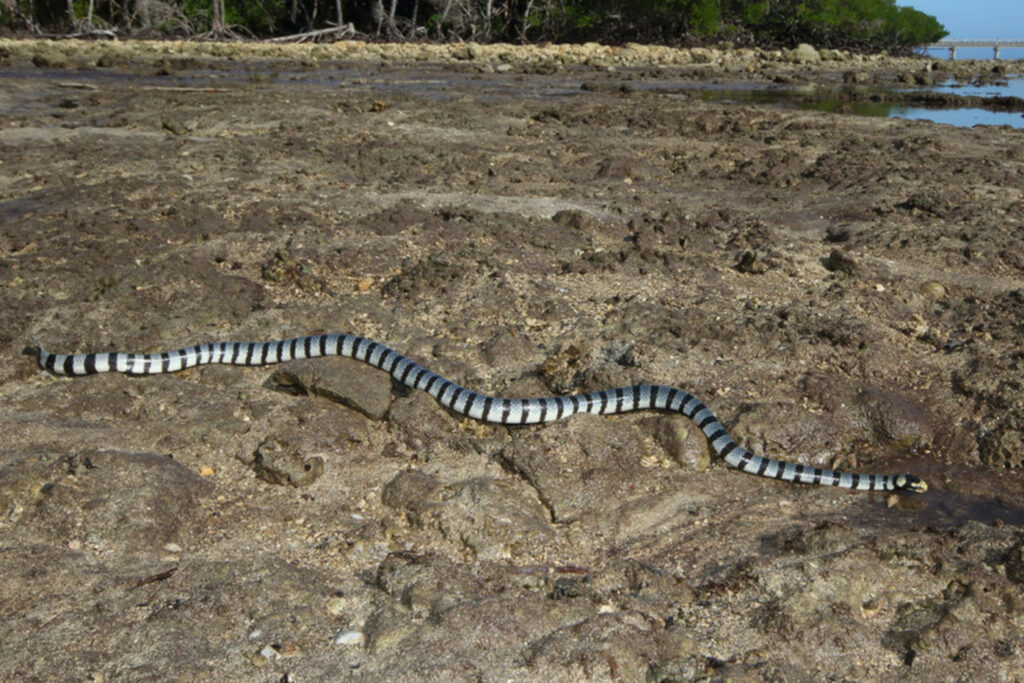 Laticauda guineai : Serpent tricot rayé de Papouasie-Nouvelle-Guinée ou Serpent tricot rayé papou