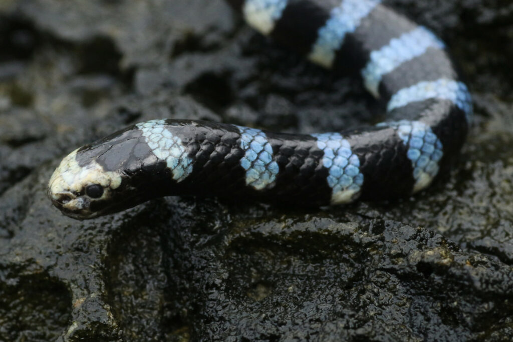 Laticauda laticaudata : Serpent tricot rayé à bandes bleues ou Serpent tricot rayé bleu