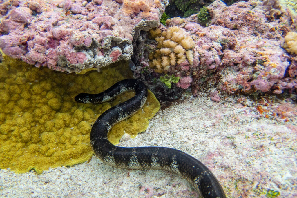 Laticauda schistorhyncha : Serpent tricot rayé de Nuie