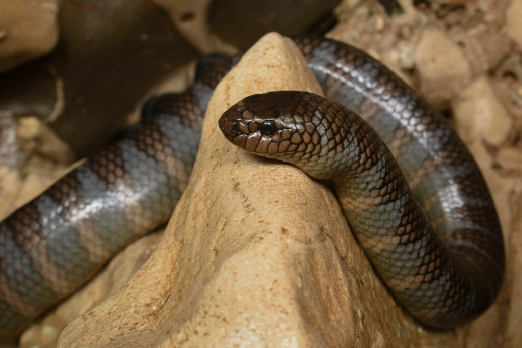 Laticauda semifasciata : Serpent tricot rayé asiatique ou Plature semi-annelé