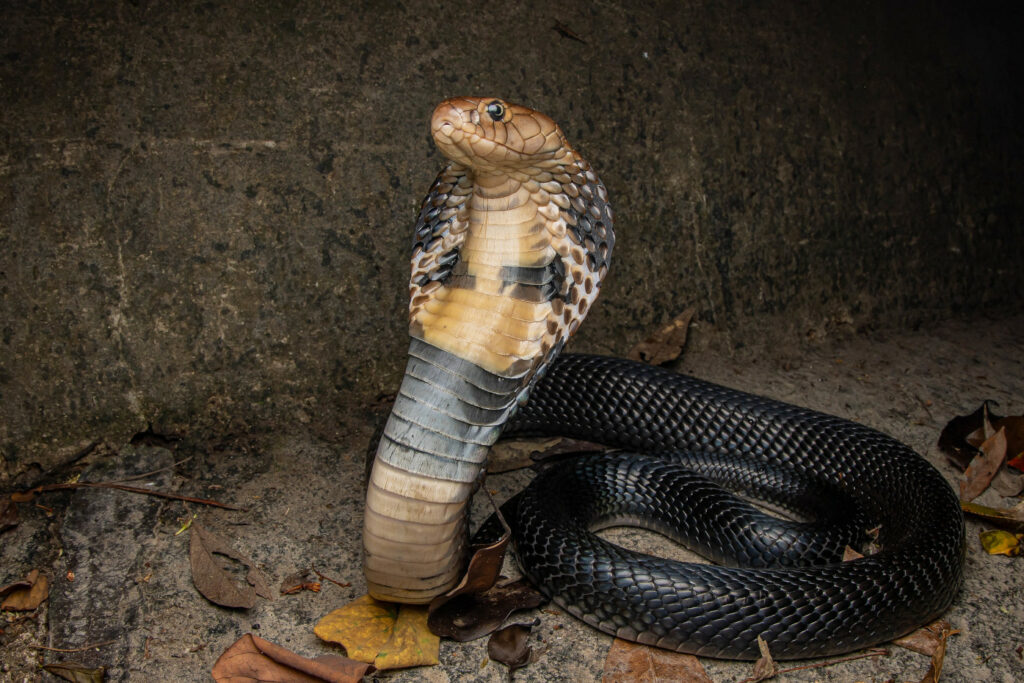 Naja atra : Cobra chinois ou Cobra de Chine