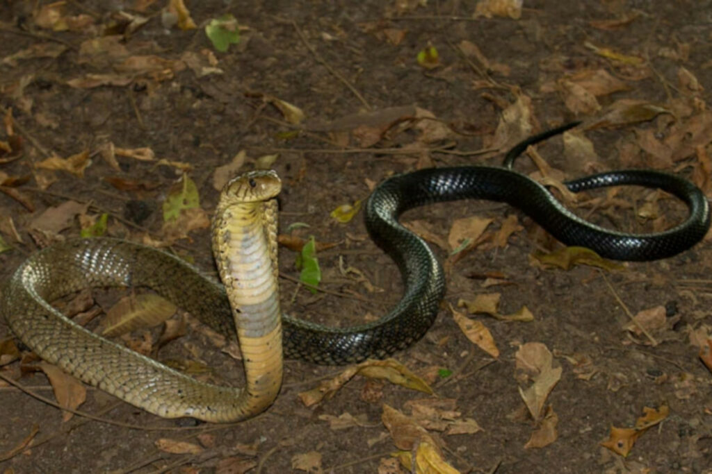 Naja christyi : Cobra d'eau du Congo ou Cobra d'eau de Christy