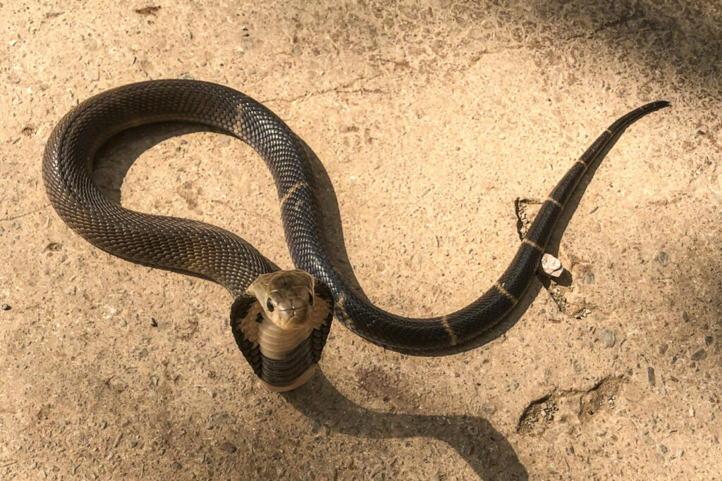 Naja fuxi : Cobra à bandes brunes