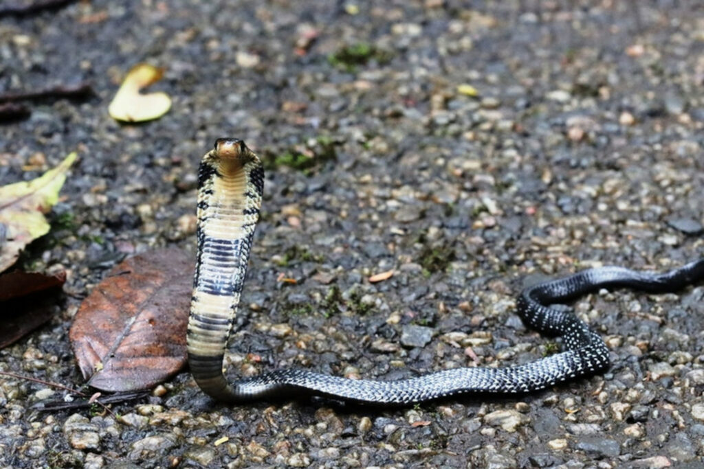 Naja guineensis : Cobra noir des forêts