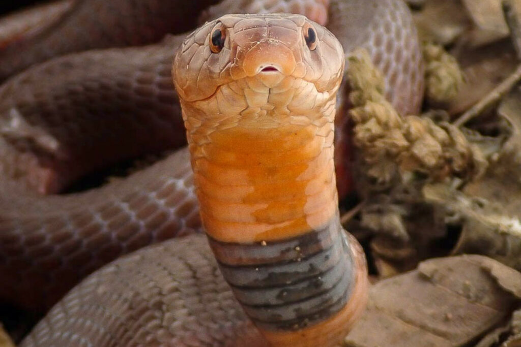 Atheris chlorechis (Vipère des buissons occidentales) Naja katiensis : Cobra malien ou Cobra cracheur brun d'Afrique de l'Ouest
