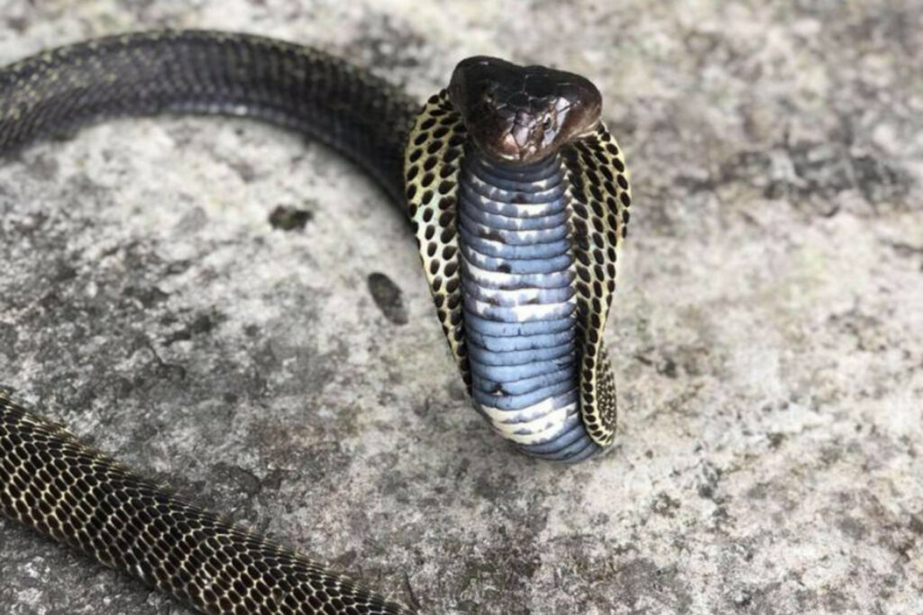 Naja mandalayensis : Cobra cracheur de Mandalay ou Cobra cracheur birman