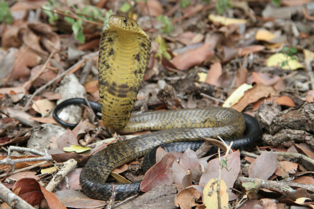 Naja melanoleuca : Cobra des forêts ou Cobra noir et blanc