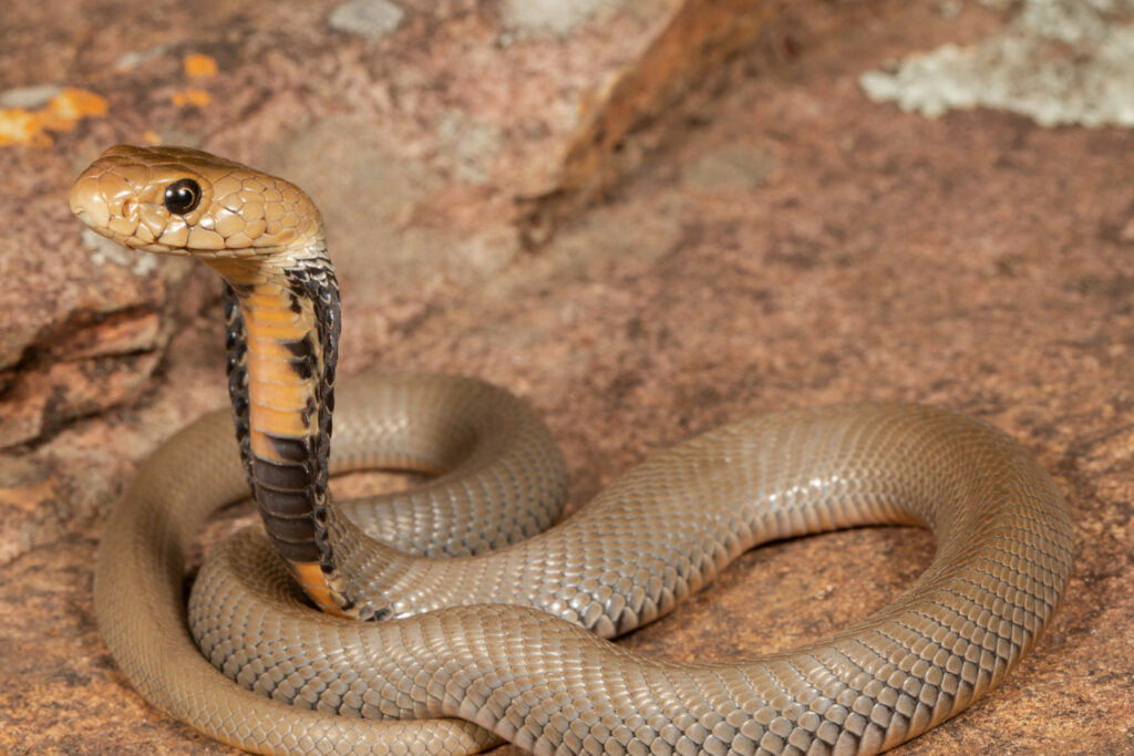 Atheris chlorechis (Vipère des buissons occidentales) Naja mossambica : Cobra cracheur du Mozambique