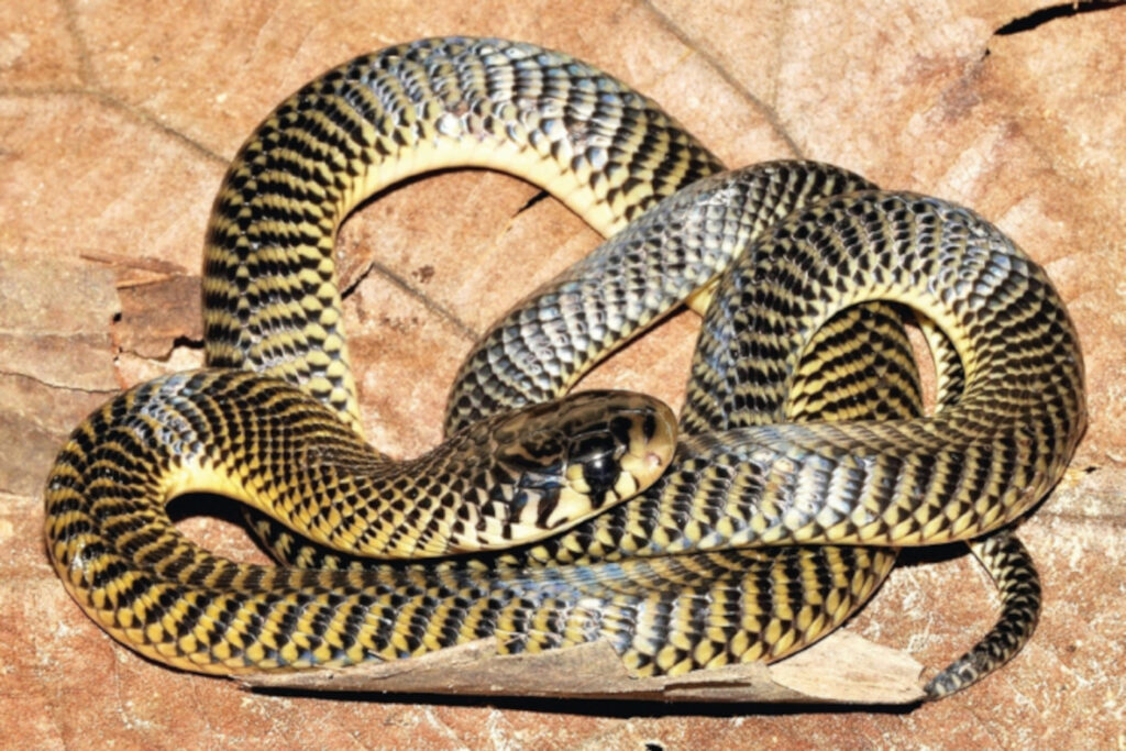 Naja multifasciata : Cobra fouisseur ou Cobra aux multiples anneaux