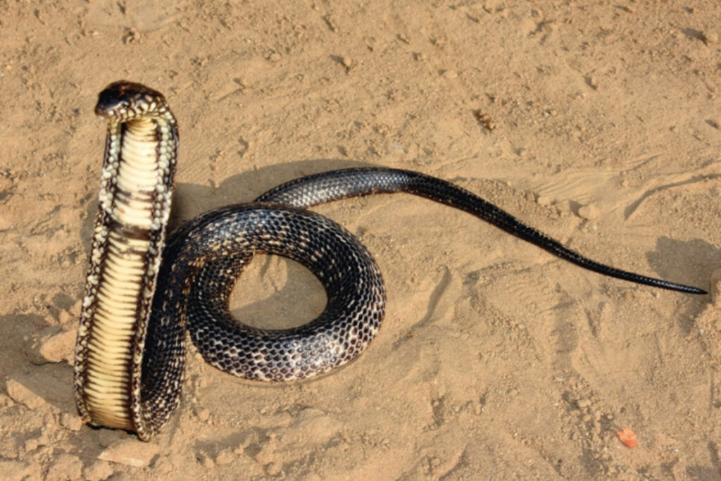 Naja nana : Cobra d'eau nain