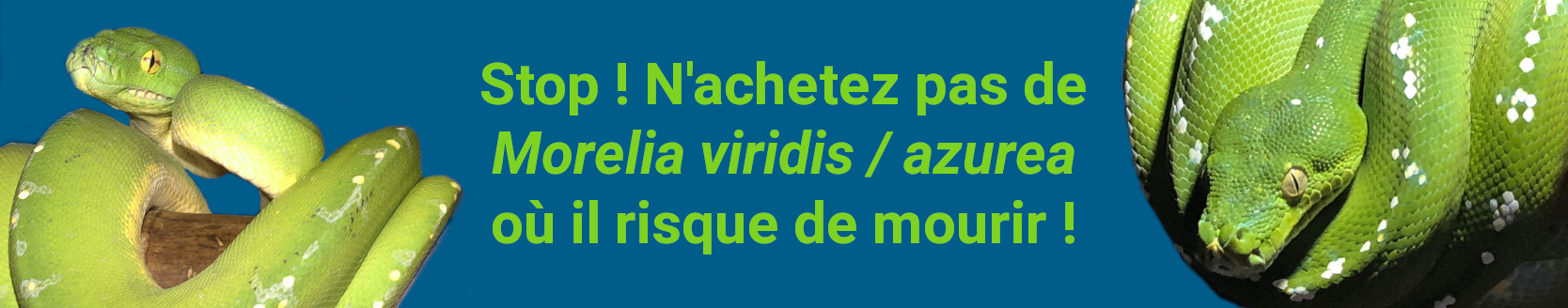 Stop ! N'achetez pas de Morelia viridis / azurea où il risque de mourir !